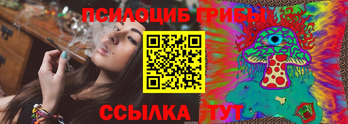 Галлюциногенные грибы Psilocybe Балтийск